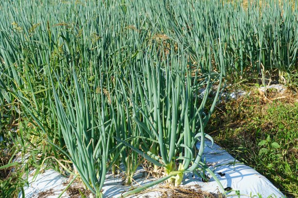 葱领域图片下载