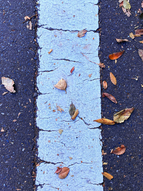 柏油铺就的路和落叶图片下载