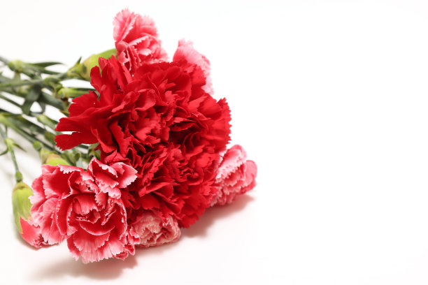 白色背景上的康乃馨花束。图片下载