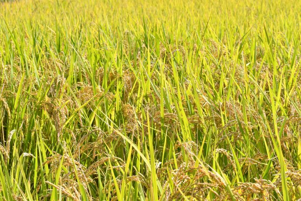 秋天的风景图片下载