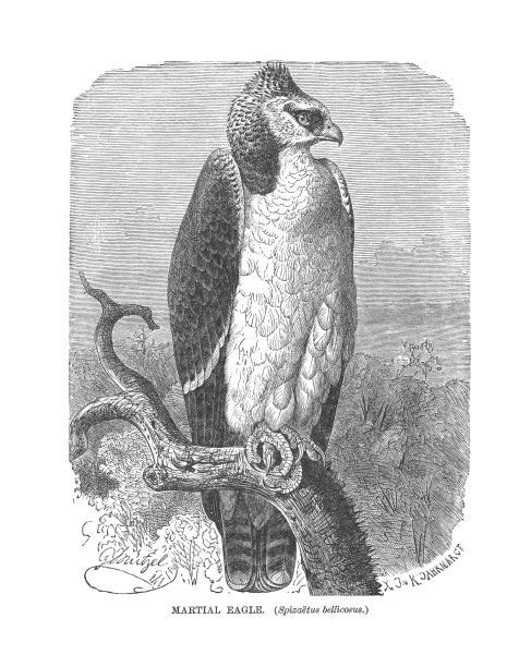 一只雄鹰栖息在树枝上，一幅古老的雕刻插画图片下载