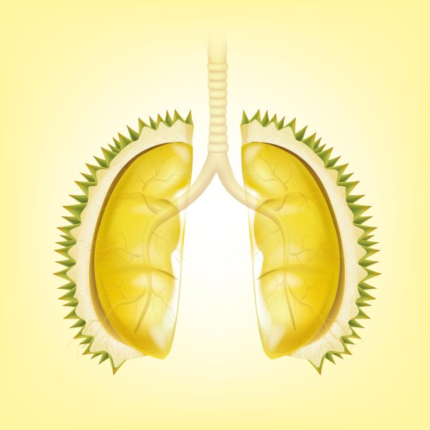 肺形榴莲水果插画图片下载