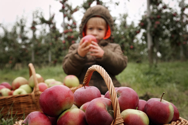 收获前的苹果园里的小孩。一个蹒跚学步的小男孩在果园里吃着一个大红苹果。前景上的一篮子苹果。秋日阴天，柔影。图片下载