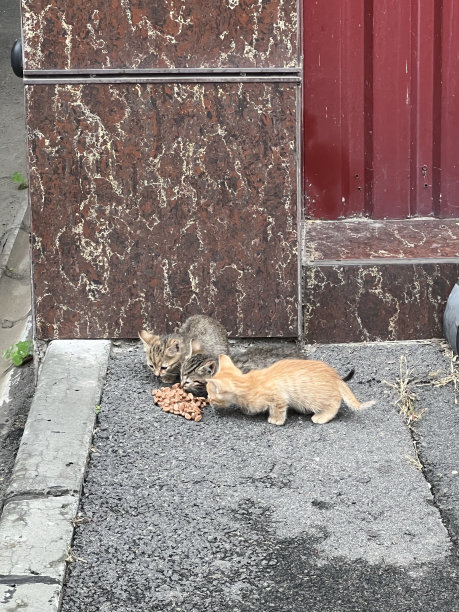 在户外吃食物的幼猫图片下载