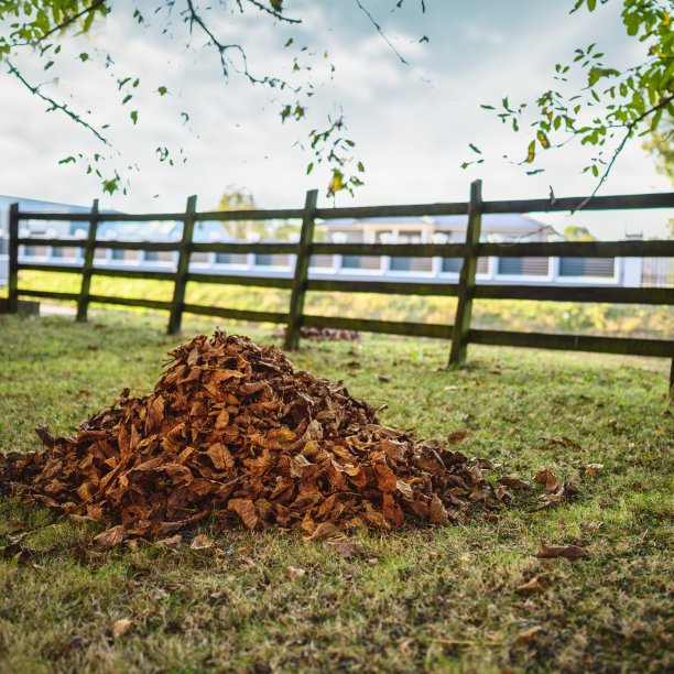 堆树叶图片下载