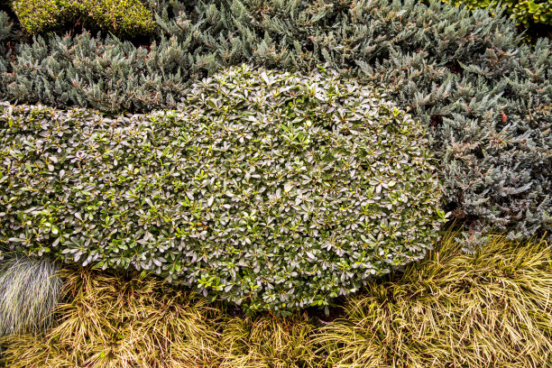 绿叶背景图片下载