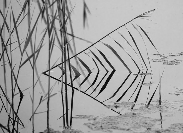 芦苇床反射背景图片下载