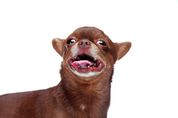 吉娃娃看着相机的特写头像图片下载