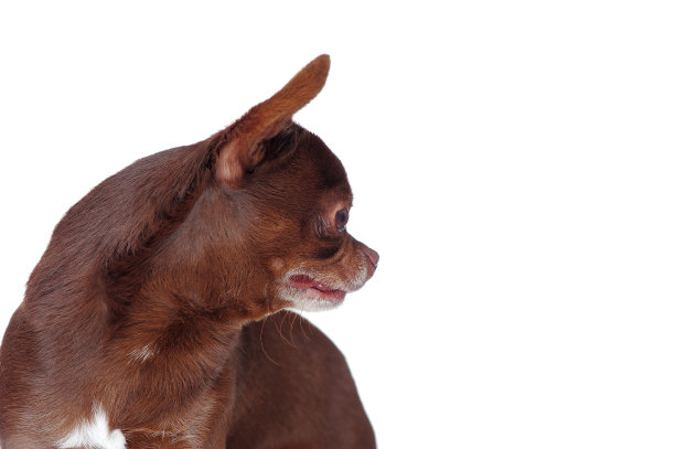 特写图片的吉娃娃看回复制空间区域图片下载