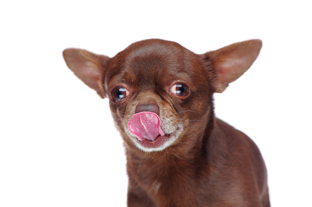 一只饥饿的吉娃娃舔鼻子的大头照图片下载