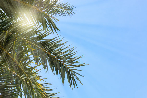 绿色的棕榈叶在蓝色的天空背景与阳光穿透，复制空间图片下载