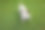 格林花园的杰克罗素梗犬图片下载