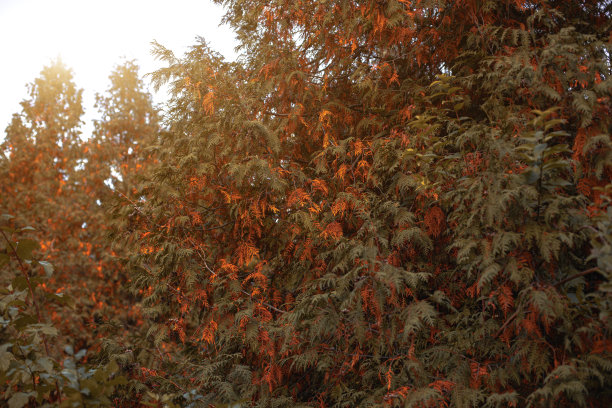 秋天的背景图片橙色棕色的树叶树枝和生机勃勃的阳光简单概念壁纸摄影图片下载
