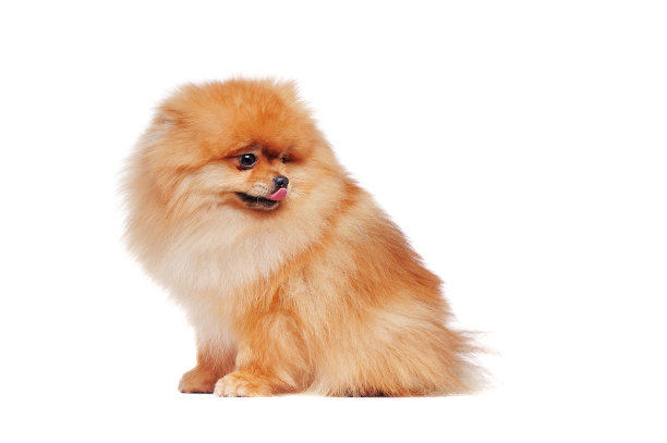 侧视图肖像坐波美拉尼亚斯皮兹狗看回复制空间区域图片下载