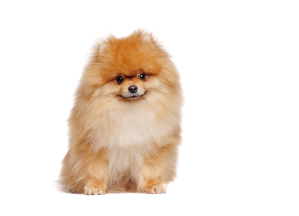 全长孤立的白色肖像，坐着一只红色博美犬斯皮兹图片下载