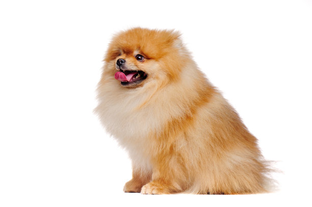 侧视图肖像的坐姿红色波美拉尼亚斯皮兹狗图片下载