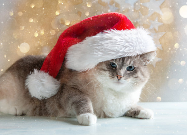 又大又漂亮的蓝眼睛，戴着圣诞帽的圣诞猫在金色散焦背景上看着镜头。图片下载