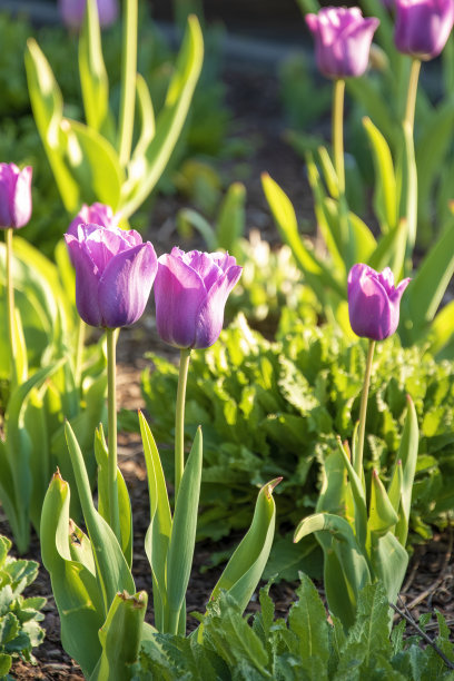夏天的风景与紫罗兰郁金香。图片下载
