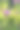 夏天的风景与紫罗兰郁金香。图片下载