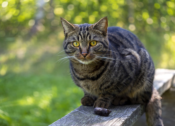 猫抓老鼠的画面。图片下载