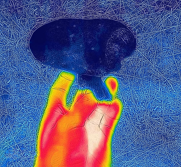 盛夏的森林蘑菇图片下载