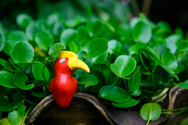 特写红色假鸟与模糊的绿色树叶绿叶图片下载