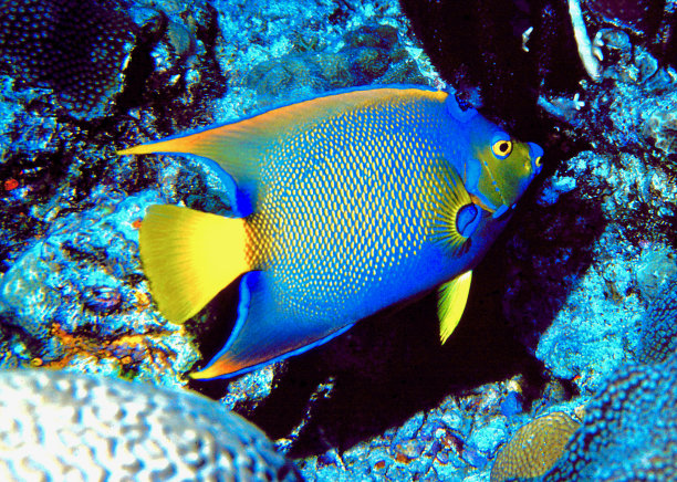 礁海景上的神仙鱼皇后图片下载