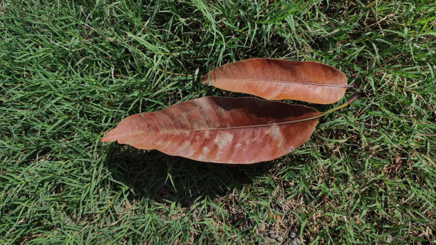 干芒果叶在草地上图片下载