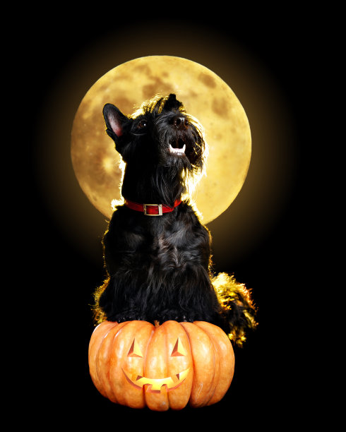 狗坐在万圣节的南瓜上仰望满月图片下载