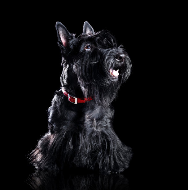 低调肖像的黑色苏格兰梗孤立的黑色图片下载