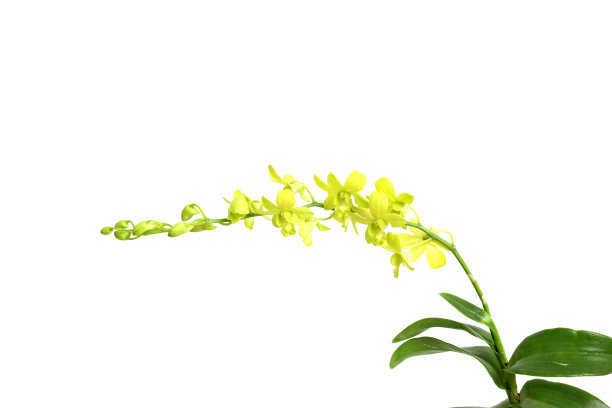 美丽的黄色兰花的特写照片。孤立在白色背景中图片下载