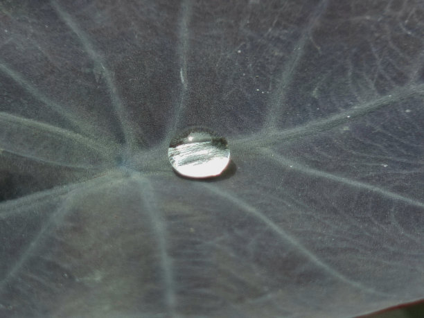 美丽的透明雨滴落在黑色的Caladium叶子上。清晨的露珠在阳光下闪闪发光。大自然中美丽的树叶纹理。自然背景图片下载