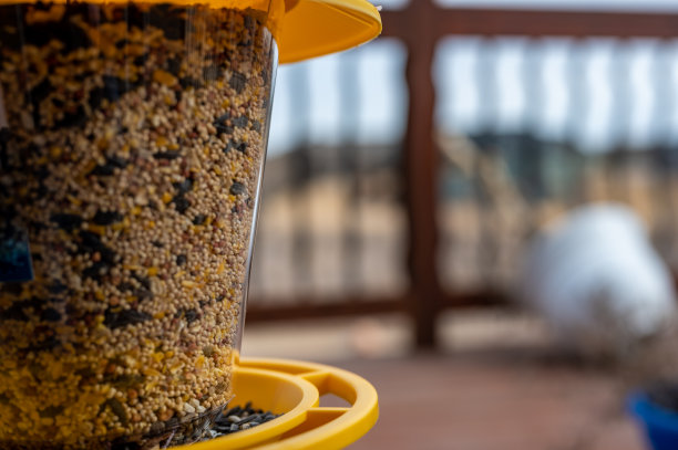 选择重点鸟饲料混合种子。模糊背景中的住宅木门廊。图片下载