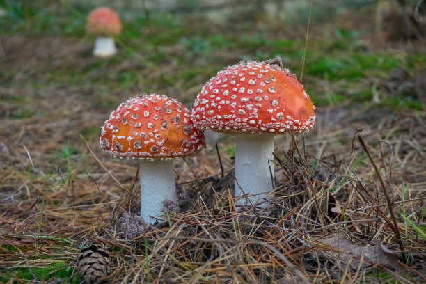 在干燥的松针中生长的两种木耳蝇真菌。毒蘑菇的照片图片下载