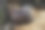 特写马来亚豪猪图片下载