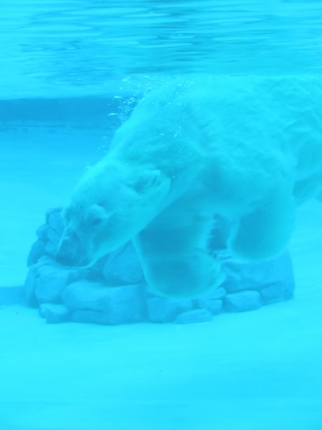 动物园里游泳的北极熊图片下载