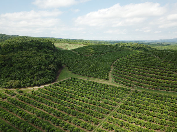 阿根廷的柑橘田图片下载