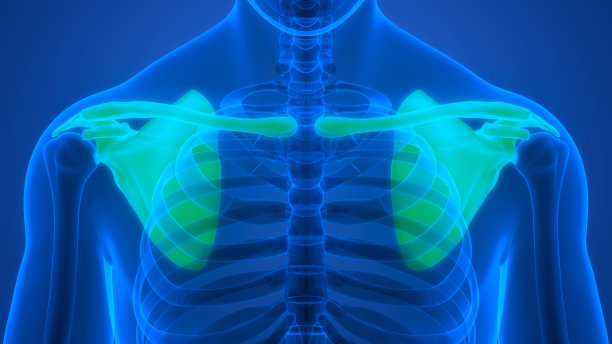 人体骨骼系统胸带骨关节解剖学图片下载