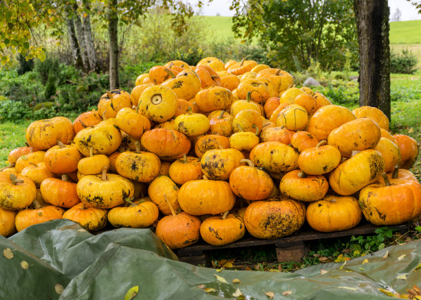 图片上有黄色和橙色的南瓜，南瓜堆在木板上，南瓜在院子里，秋收的时候，为万圣节做准备图片下载