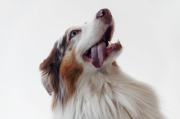 惊讶的澳洲牧羊犬，有趣的澳洲小狗微笑。图片下载