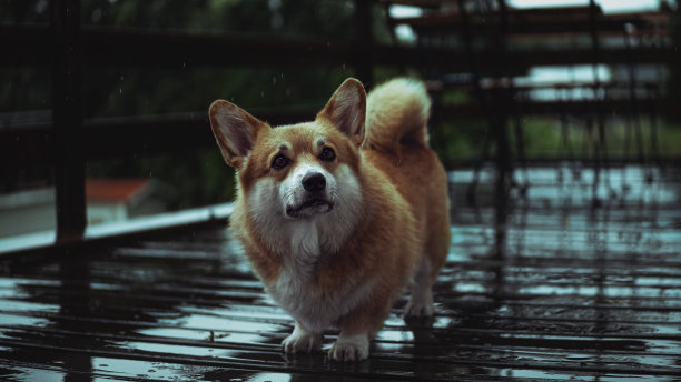 威尔士矮脚狗图片下载
