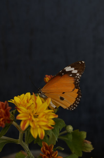 Danaus genutia是一种常见的老虎，是印度常见的蝴蝶之一。它属于乌鸦和老虎，也就是毛足蝶科的达纳亚科。菊花图片下载