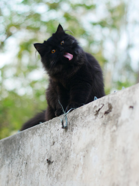 垂直特写，一只有趣的黑猫伸出舌头图片下载
