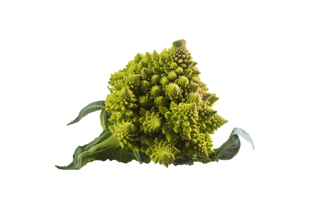 白底花椰菜的头。图片下载