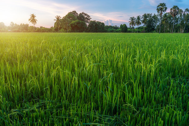 风景景观的稻田绿色的草与田玉米田或在亚洲国家农业丰收与蓬松的云蓝天日落傍晚的背景。图片下载