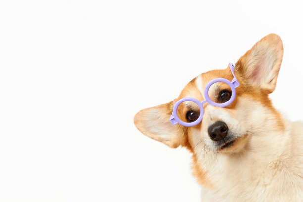 白色背景上戴眼镜的柯基犬肖像。图片下载