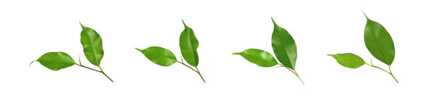 集合绿叶前面孤立的白色背景图片下载