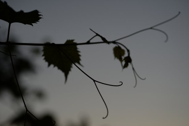 野生绿葡萄以蓝天为背景，自然环境摄影，背景，纹理，绿葡萄枝头，绿叶，葡萄胡须阳光下图片下载