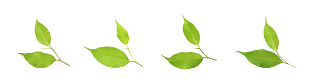 收集树叶的背面孤立在白色背景上图片下载