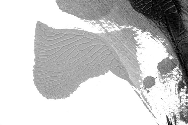 黑白抽象丙烯画色彩纹理在白纸背景上采用罗夏墨迹法图片下载